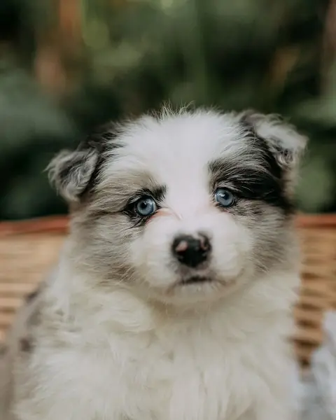 Chiot berger australien bleu merle aux yeux bleus, couché dans un panier en osier