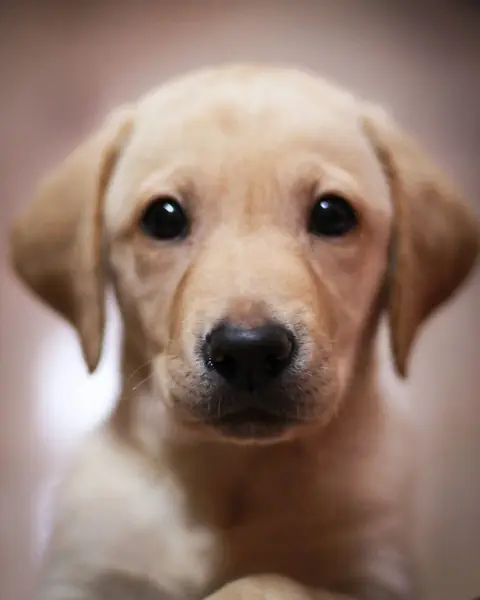 Portrait d’un chiot labrador sable au regard tendre