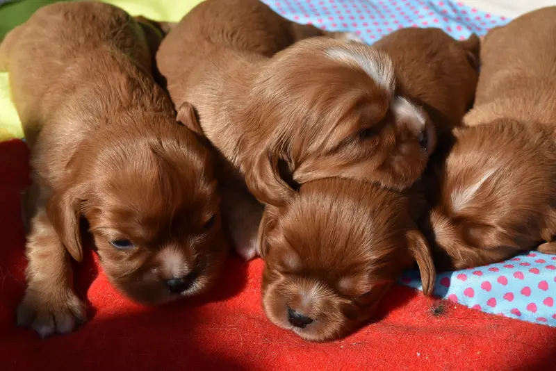 Portée de Cavalier King Charles, élevage De la Vallee des Fayts