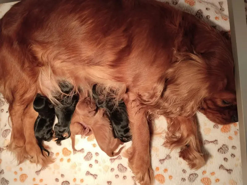 Portée de Cavalier King Charles, élevage De la Vallee des Fayts