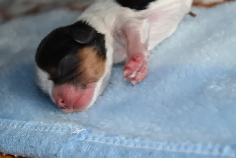 Chiot, Cavalier King Charles, élevage De la Vallee des Fayts