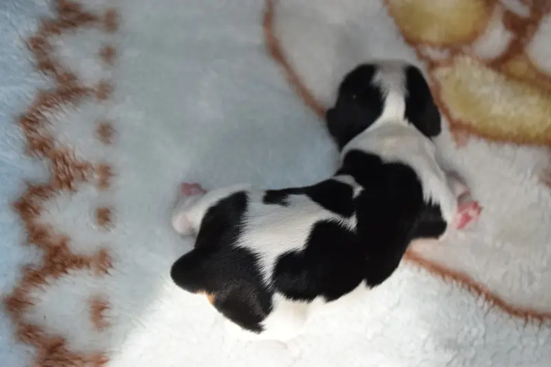 Portée de Cavalier King Charles, élevage De la Vallee des Fayts