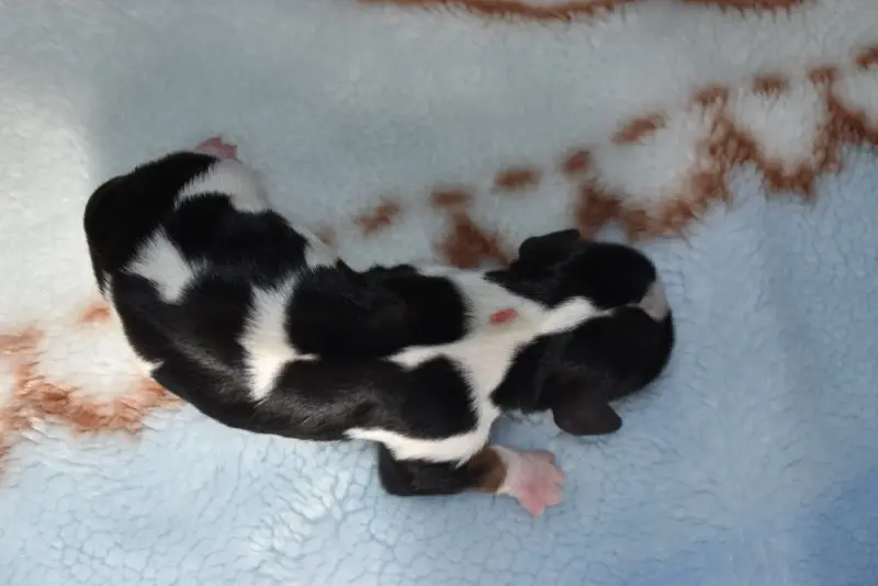 Chiot, Cavalier King Charles, élevage De la Vallee des Fayts