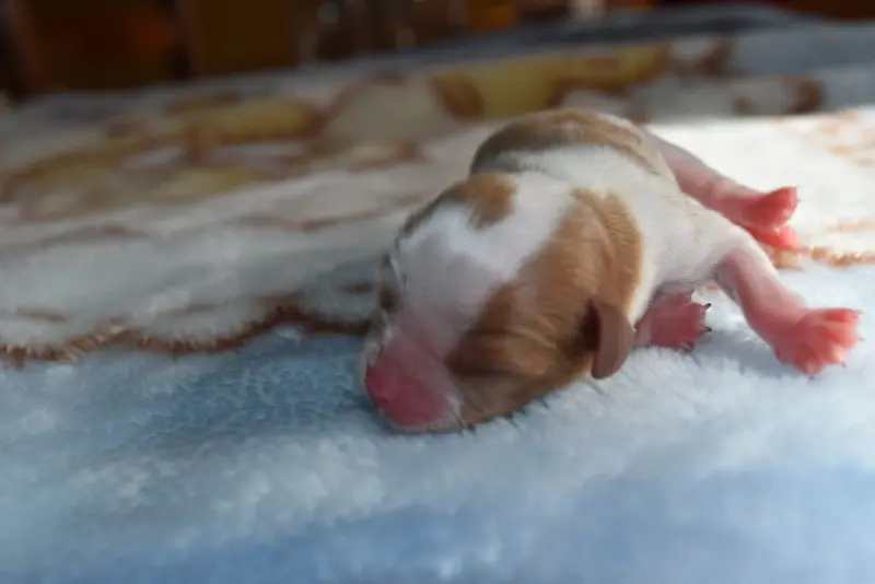 Chiot, Cavalier King Charles, élevage De la Vallee des Fayts