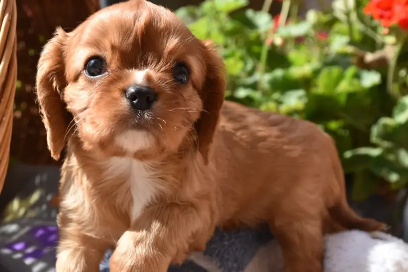 Portée de Cavalier King Charles, élevage De la Vallee des Fayts