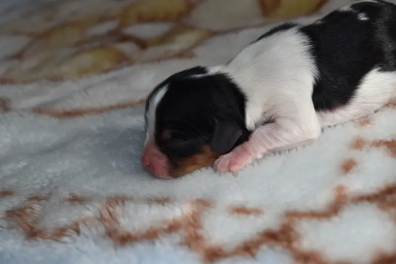Portée de Cavalier King Charles, élevage De la Vallee des Fayts