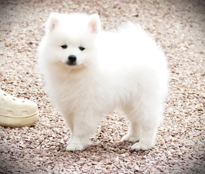 Portée de Spitz japonais, élevage De la Pommeraie des Loups