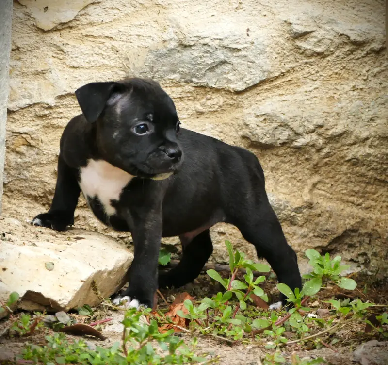 Bring the Rum, Staffordshire bull terrier, élevage De la Pommeraie des Loups