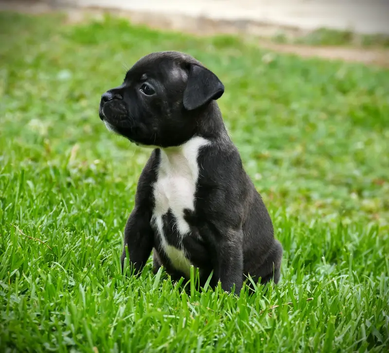 Portée de Staffordshire bull terrier, élevage De la Pommeraie des Loups