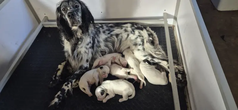 Portée de Setter anglais, élevage De Ty Laouen