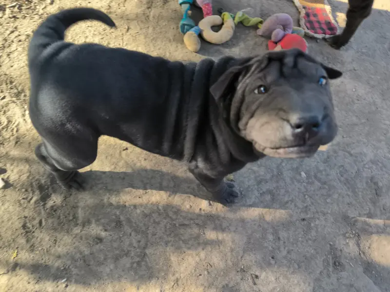 Bianca, Shar-pei, élevage Des Terres Ancestrales