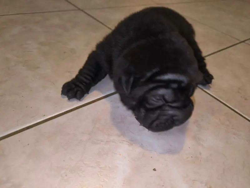 Blondie, Shar-pei, élevage Des Terres Ancestrales
