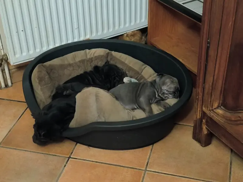 Portée de Shar-pei, élevage Des Terres Ancestrales