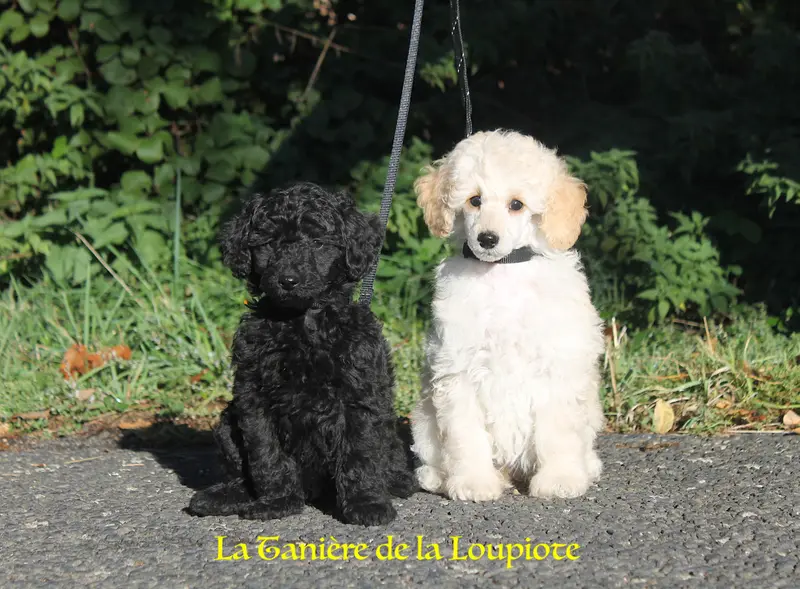 Portée de Caniche, élevage De la Taniere de la Loupiote