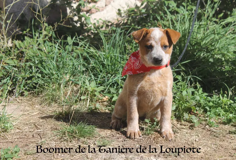 Portée de Bouvier australien, élevage De la Taniere de la Loupiote