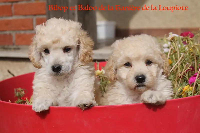 Portée de Caniche, élevage De la Taniere de la Loupiote