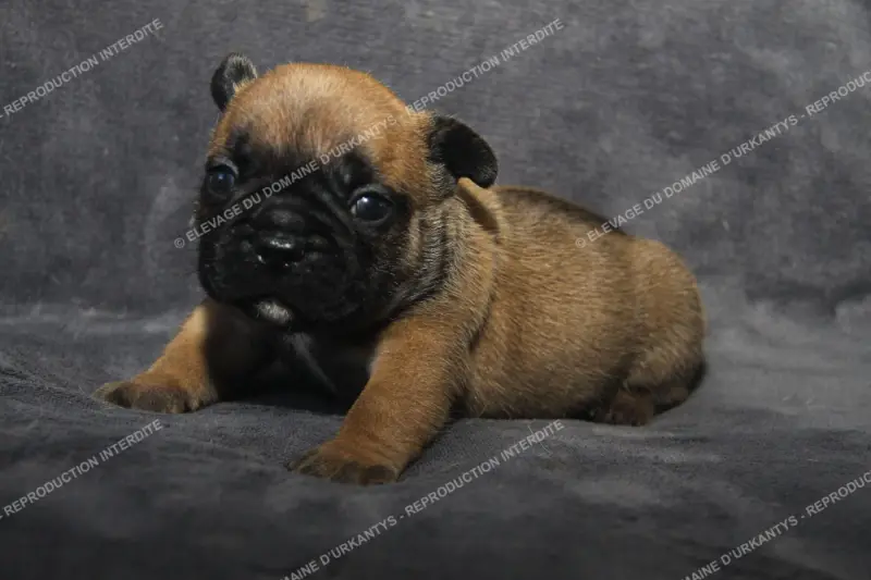 Portée de Bouledogue français, élevage Du Domaine d'Urkantys