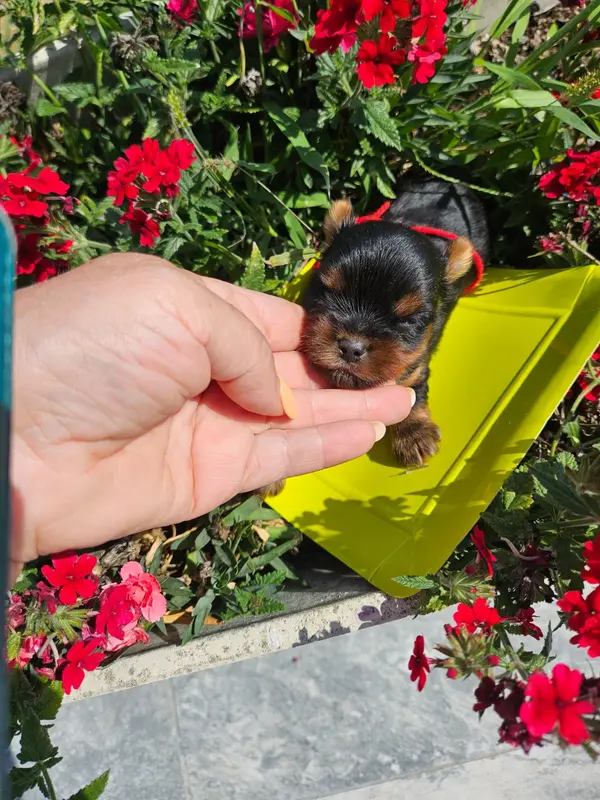 Chiot, Yorkshire terrier, élevage Du Domaine de la Vallee Heureuse