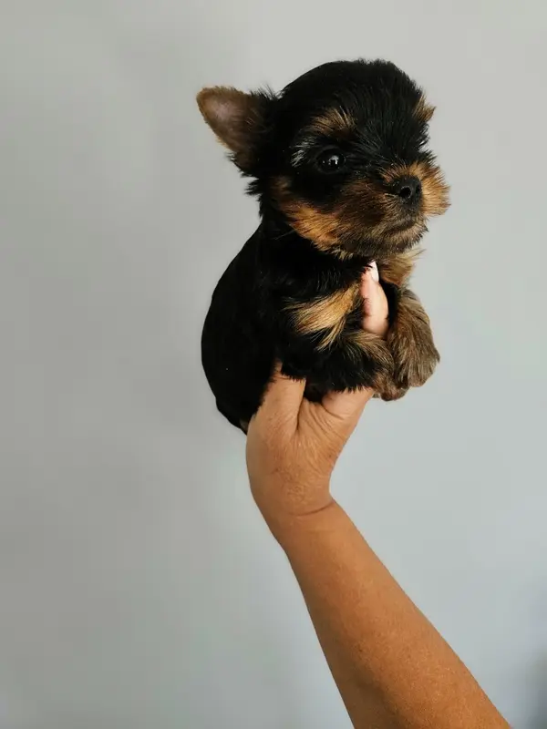Chiot, Yorkshire terrier, élevage Du Domaine de la Vallee Heureuse