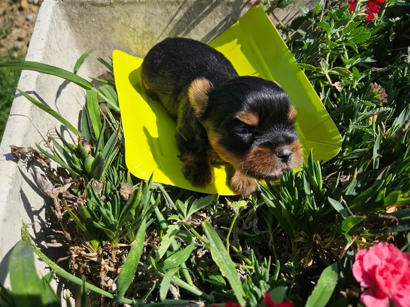 Portée de Yorkshire terrier, élevage Du Domaine de la Vallee Heureuse
