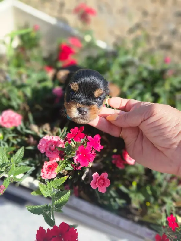 Chiot, Yorkshire terrier, élevage Du Domaine de la Vallee Heureuse