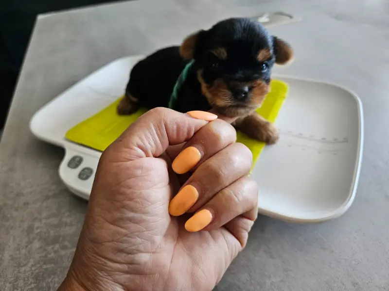 Portée de Yorkshire terrier, élevage Du Domaine de la Vallee Heureuse
