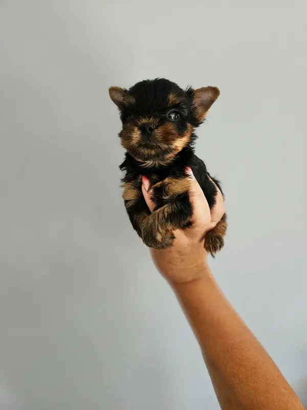 Portée de Yorkshire terrier, élevage Du Domaine de la Vallee Heureuse