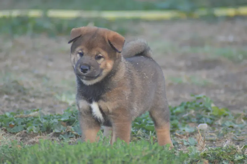 Chiot, Shiba inu, élevage Sumidagawasou