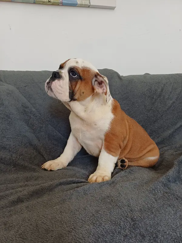 Portée de Bulldog anglais, élevage Des Gardiens des Vanneaux