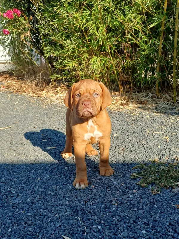 BRYSKA (collier violet), Dogue de Bordeaux, élevage Des Gardiens des Vanneaux