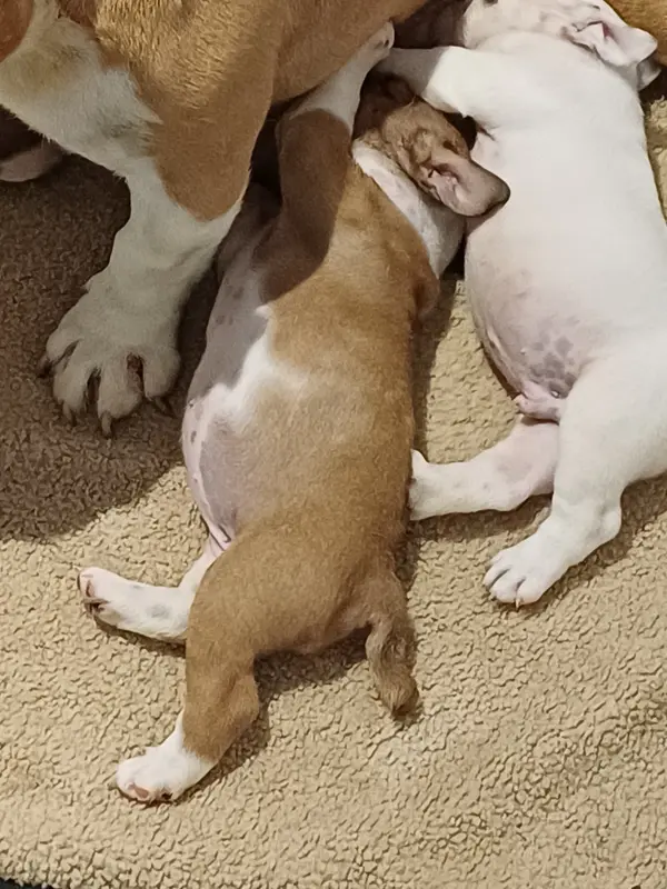 Portée de Bulldog anglais, élevage Des Gardiens des Vanneaux