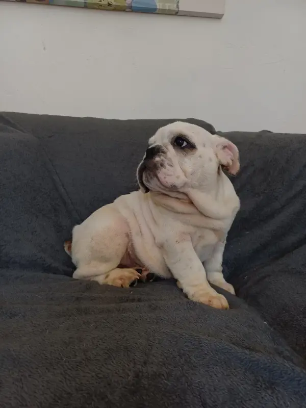 Portée de Bulldog anglais, élevage Des Gardiens des Vanneaux
