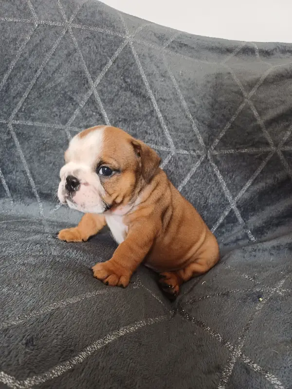 Portée de Bulldog anglais, élevage Des Gardiens des Vanneaux