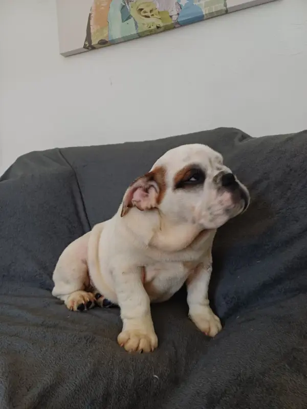 Portée de Bulldog anglais, élevage Des Gardiens des Vanneaux