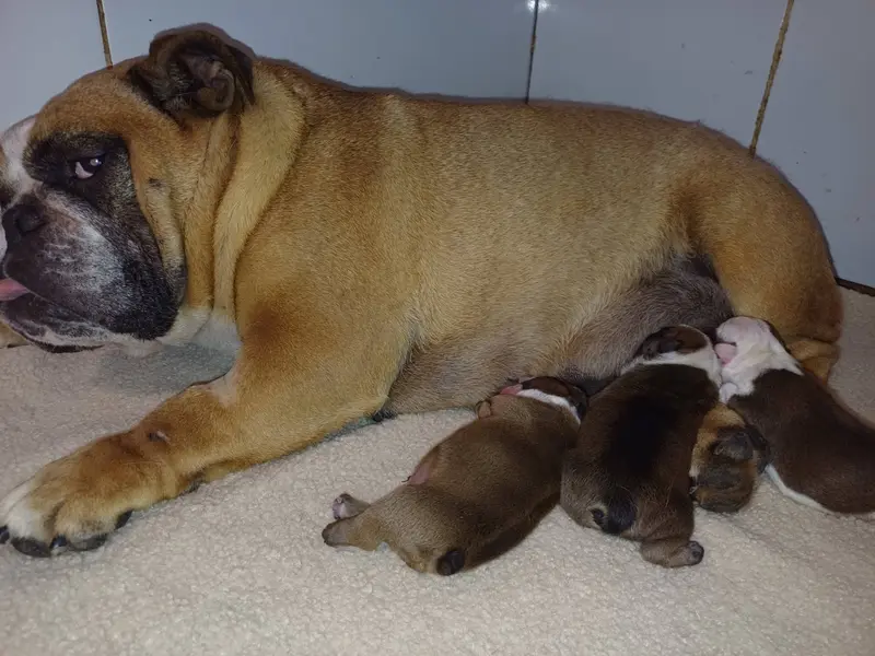 Portée de Bulldog anglais, élevage Des Gardiens des Vanneaux