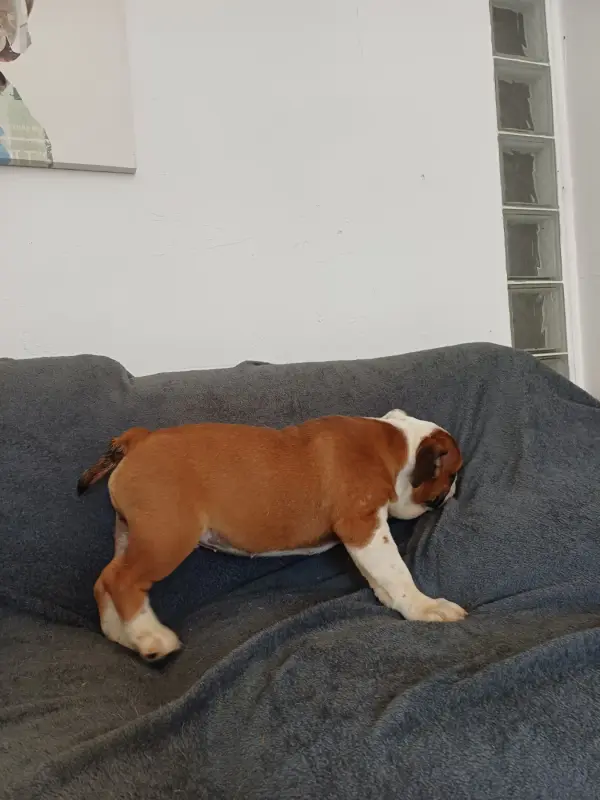 Portée de Bulldog anglais, élevage Des Gardiens des Vanneaux