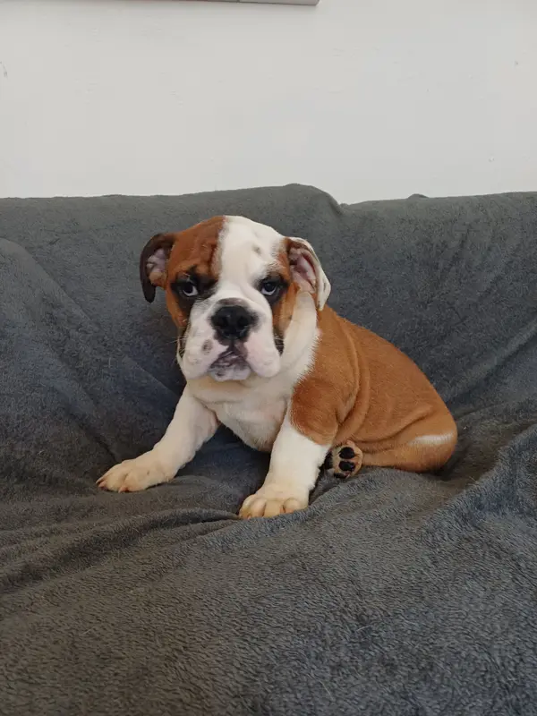 Portée de Bulldog anglais, élevage Des Gardiens des Vanneaux