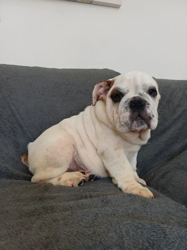 Byron, Bulldog anglais, élevage Des Gardiens des Vanneaux