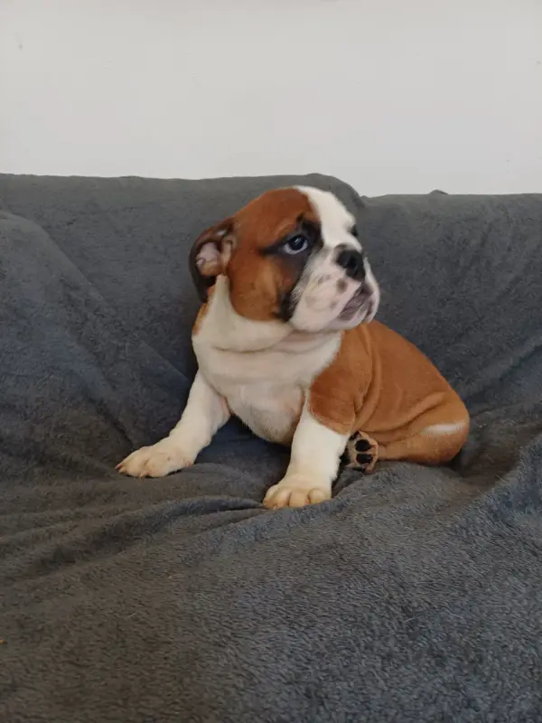 Portée de Bulldog anglais, élevage Des Gardiens des Vanneaux