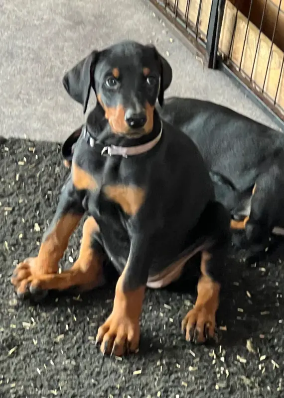 . Bormana Soleha Bowie, Dobermann, élevage Not the Name I Wanted