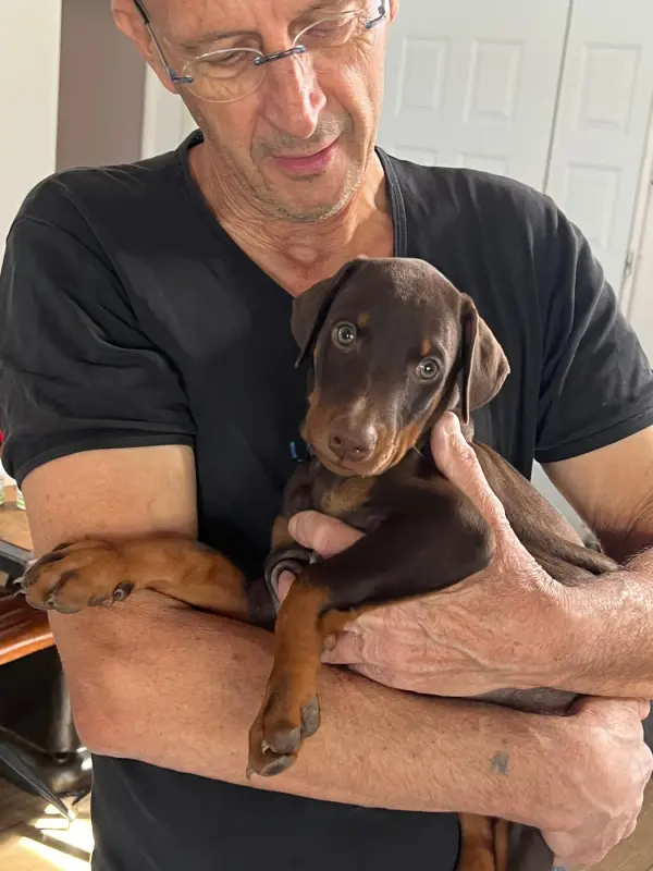 Bedaius Brown Krokmou, Dobermann, élevage Not the Name I Wanted