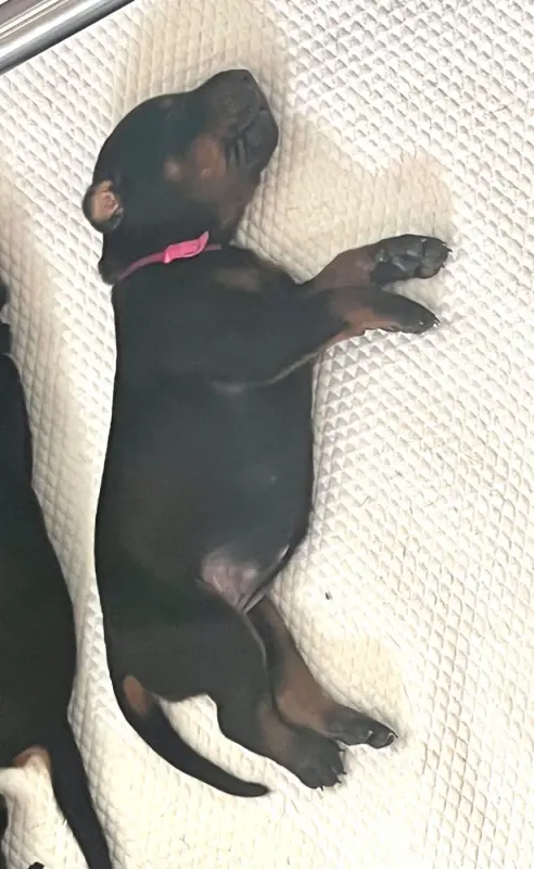 Brixta Vesper, Dobermann, élevage Not the Name I Wanted
