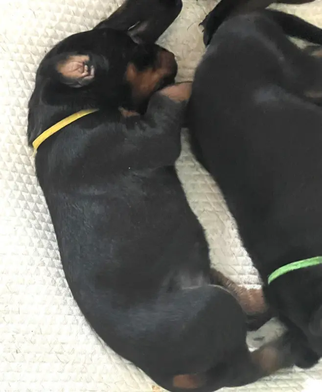 Belisama Estelha Gjia, Dobermann, élevage Not the Name I Wanted