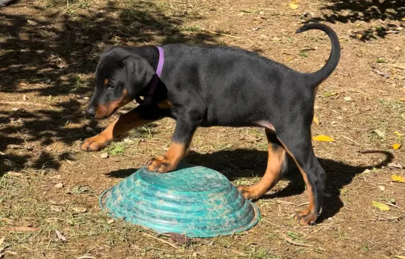 Baeserta Galaxie Mia, Dobermann, élevage Not the Name I Wanted