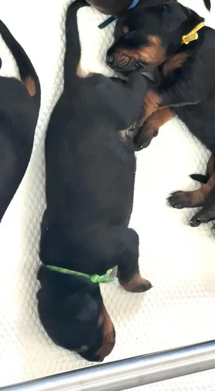 Belatucadros Badwe., Dobermann, élevage Not the Name I Wanted