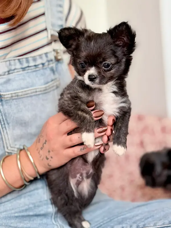 Portée de Chihuahua, élevage Des Minis Bombes