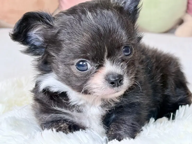 Boss Poupi, Chihuahua, élevage Des Minis Bombes