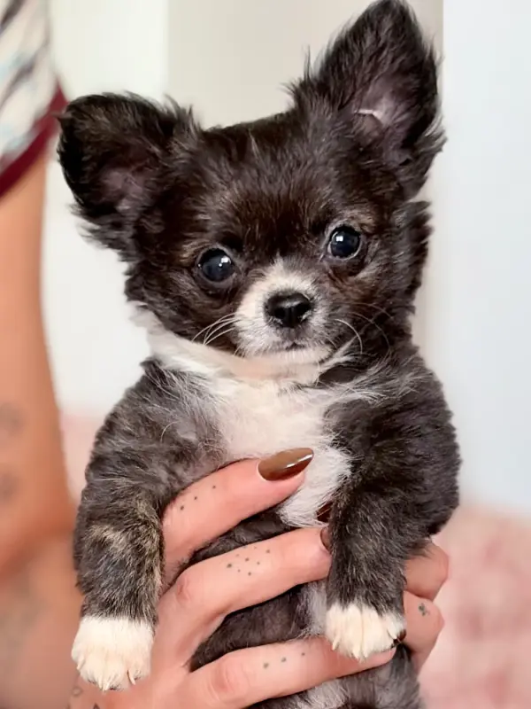 Boss Poupi, Chihuahua, élevage Des Minis Bombes
