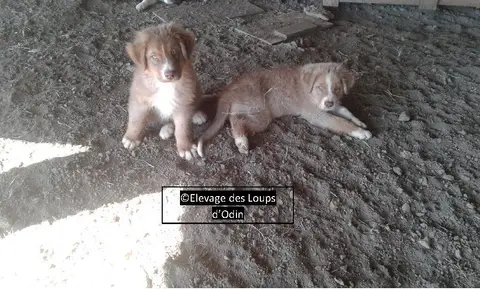 Photo de l'élevage Des Loups d'Odin
