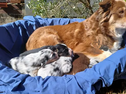 Photo de l'élevage Des Loups d'Odin